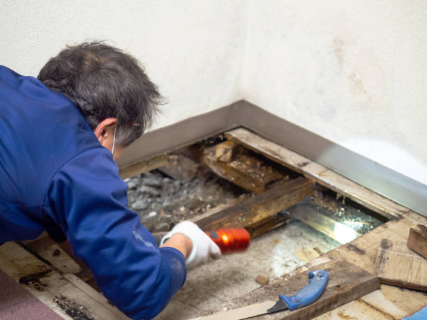Best Commercial Mold Removal  in Caldwell, ID