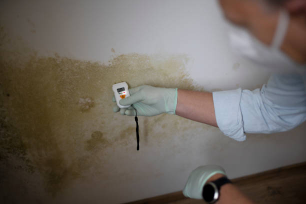 Best Toxic Mold Removal  in Caldwell, ID