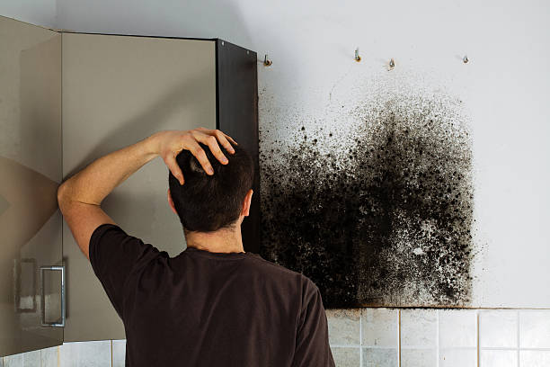 Office Mold Removal Services in Caldwell, ID