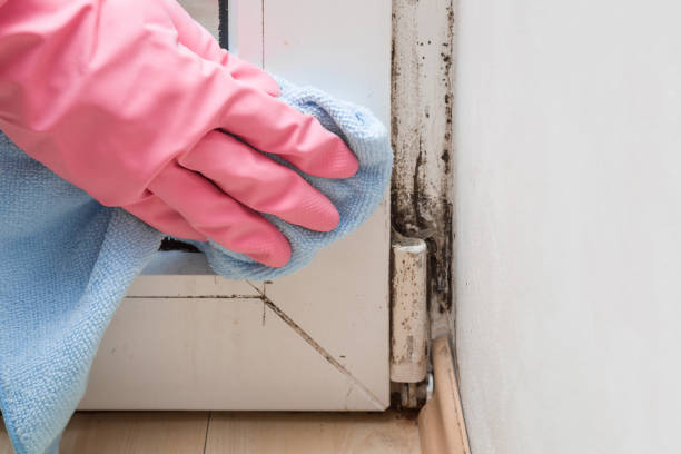 Best Black Mold Removal  in Caldwell, ID